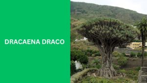 Dracaena Draco