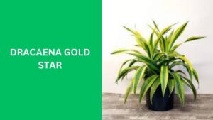 Dracaena Gold Star