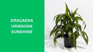 Dracaena Hawaiian Sunshine