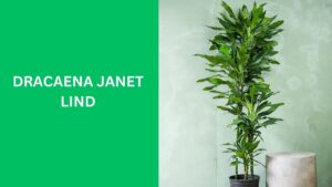 Dracaena Janet Lind