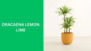 Dracaena Lemon Lime