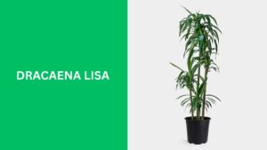 Dracaena Lisa