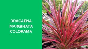 Dracaena Marginata Colorama