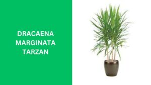 Dracaena Marginata Tarzan