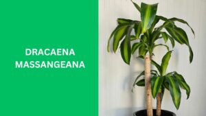 Dracaena Massangeana