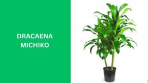 Dracaena Michiko