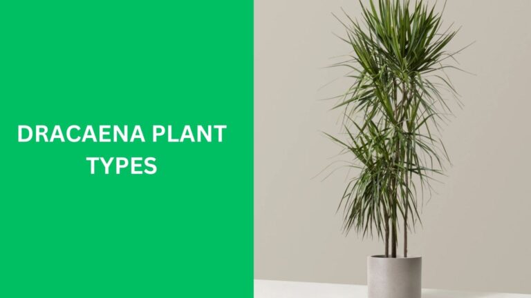 Dracaena Plant Types