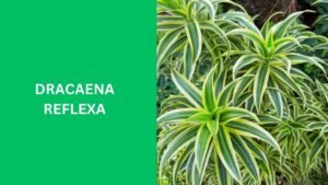 Dracaena Reflexa