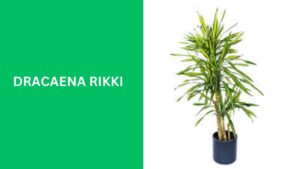 Dracaena Rikki