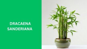 Dracaena Sanderiana