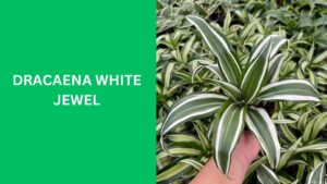 Dracaena White Jewel