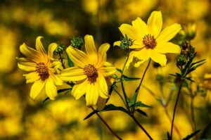 Dwarf Coreopsis