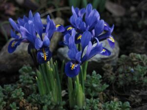 Dwarf Iris