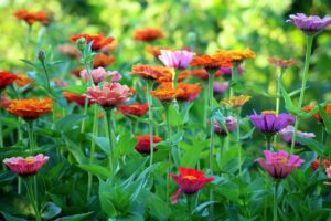 Dwarf Zinnias