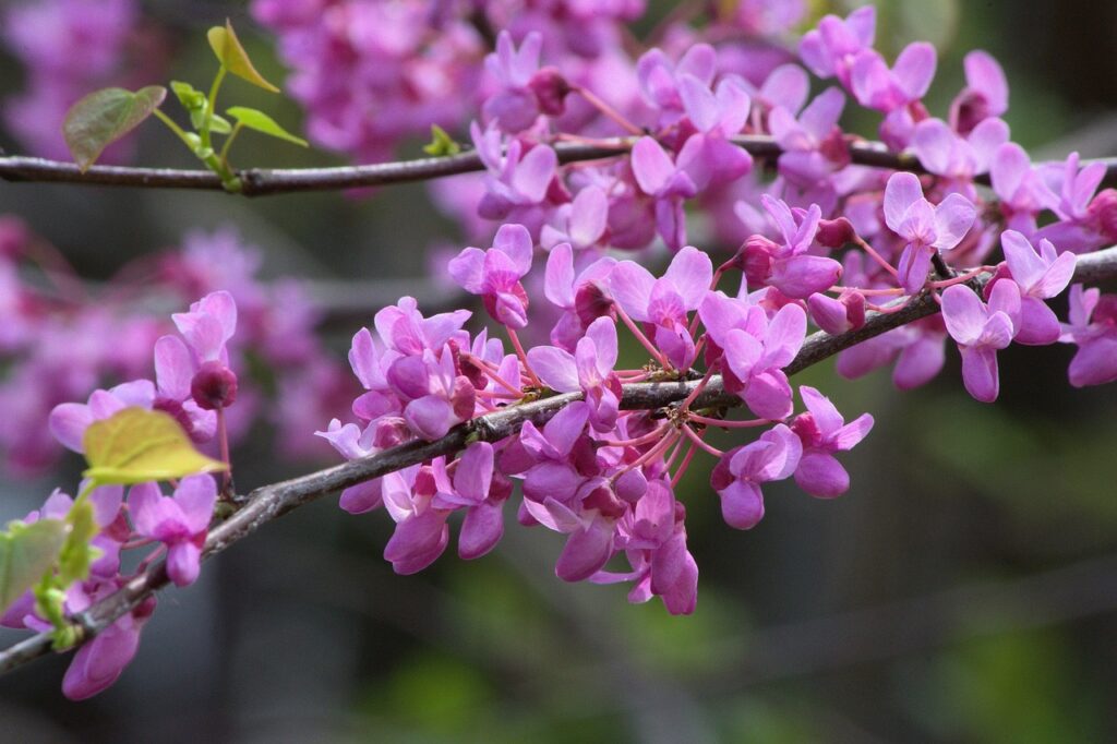 Eastern Redbud