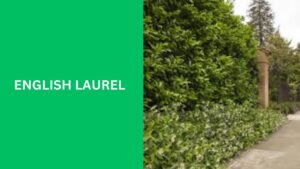 English Laurel