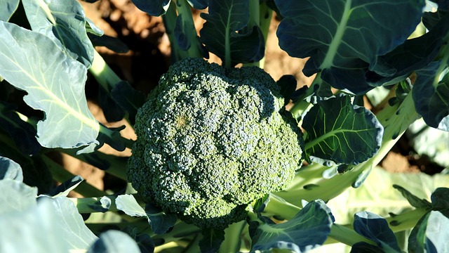 Factors Influencing Broccoli Growth Stages