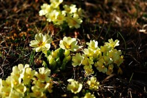 Fairy Primrose