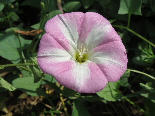 Field Bindweed