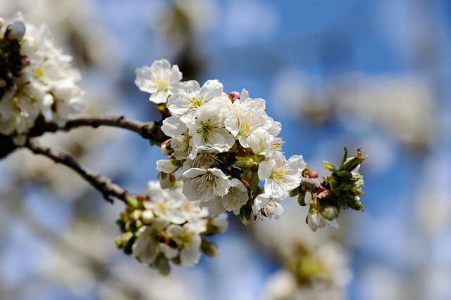 Fruit Development