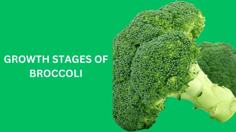 growth stages of broccoli