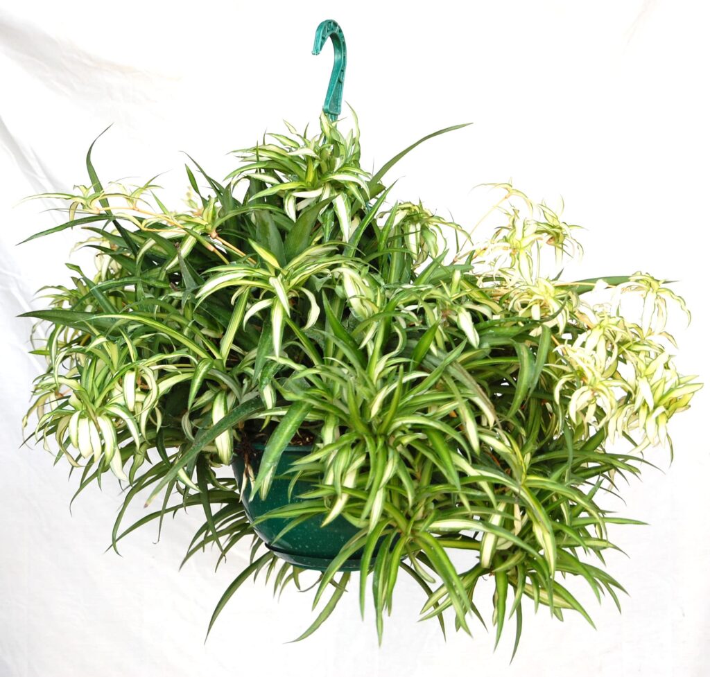 Hawaiian Spider Plant