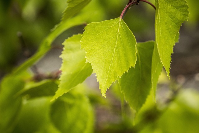 Heartleaf Birch