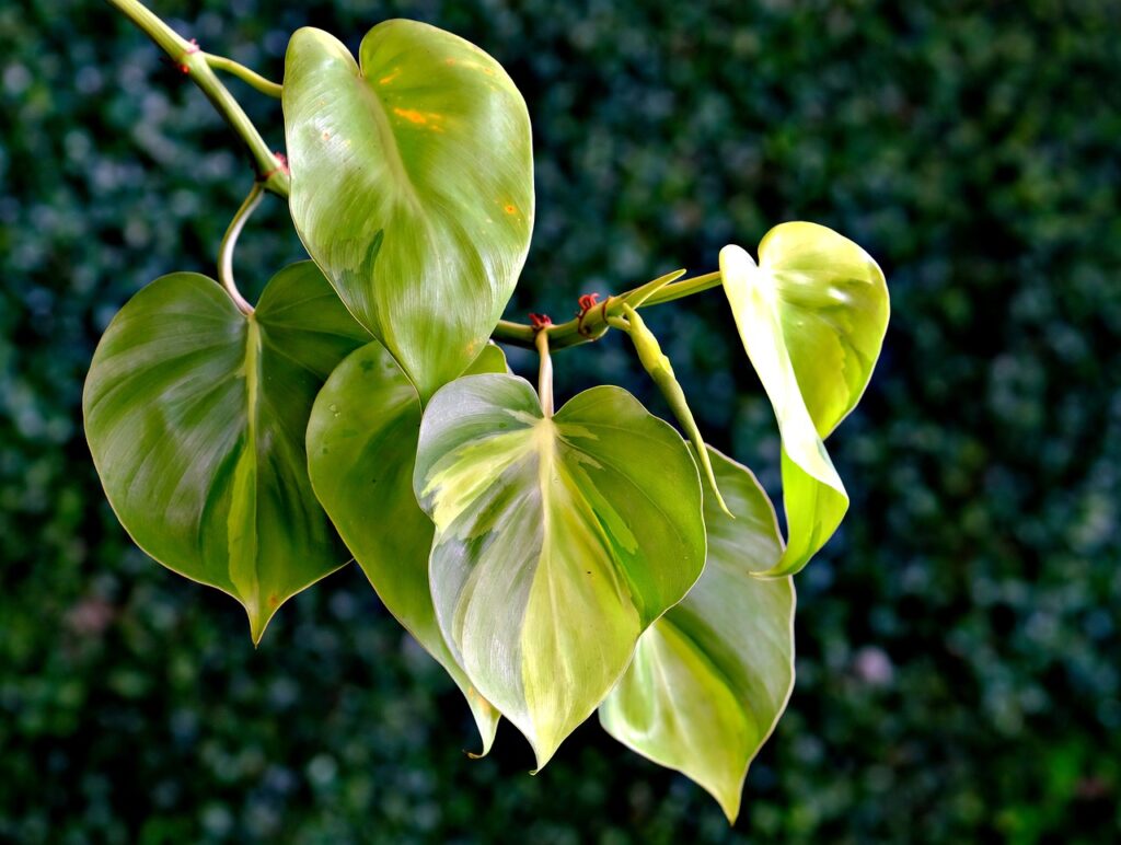 Heartleaf Philodendron