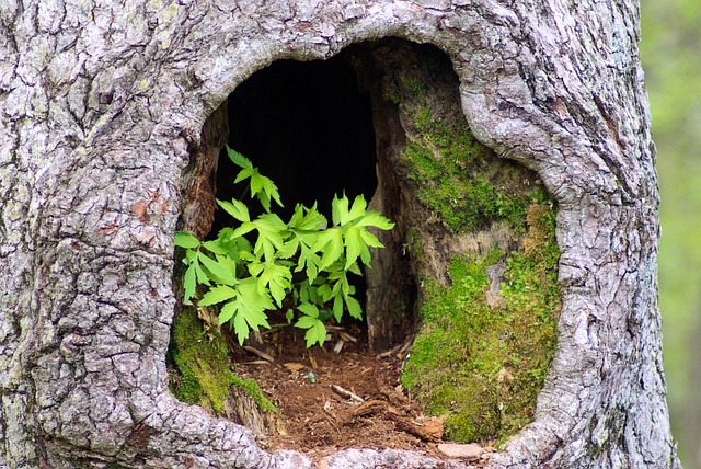 Hollow Tree