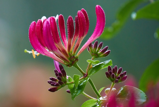 Honeysuckle