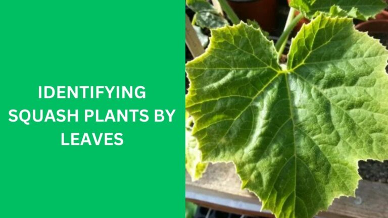 Identifying Squash Plants By Leaves