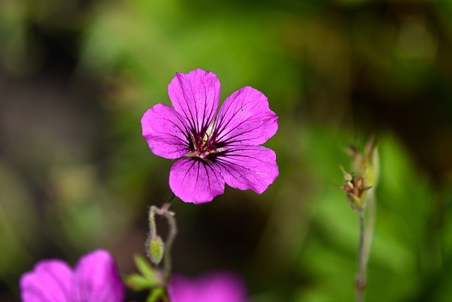 Ivy Geranium