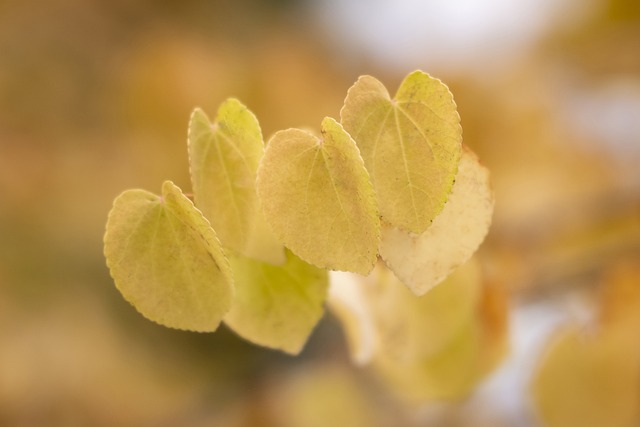 Katsura Tree