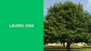 Laurel Oak