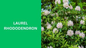 Laurel Rhododendron