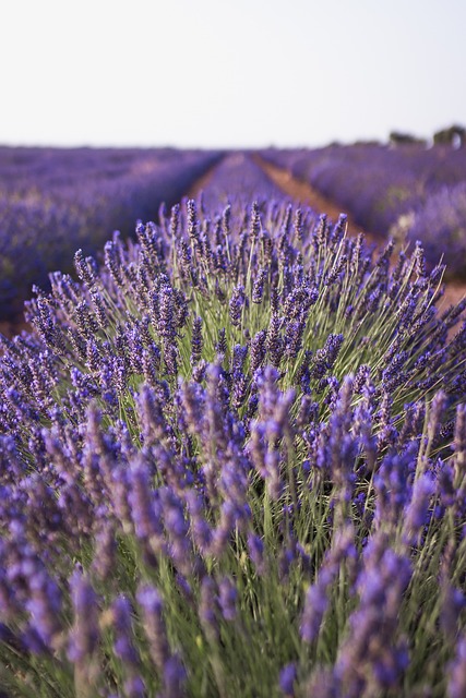 Lavender Growth Stages