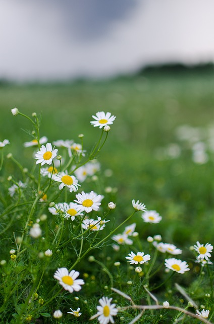 Lawn Chamomile