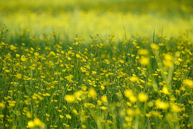 Meadow Buttercup