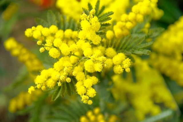 Mimosa Tree