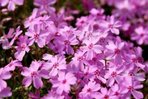 Moss Phlox