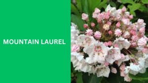 Mountain Laurel