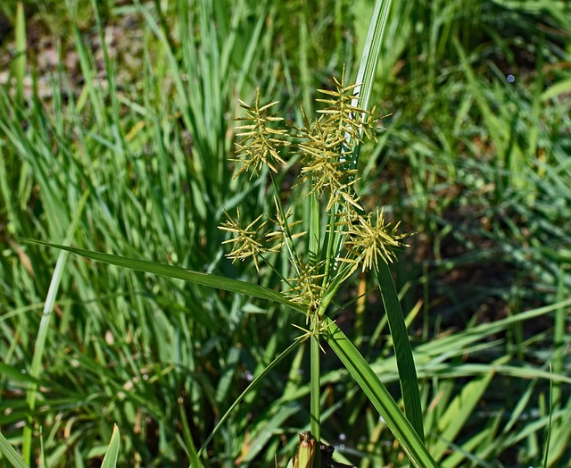 Nutsedge