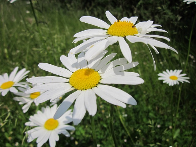 Oxeye Daisy