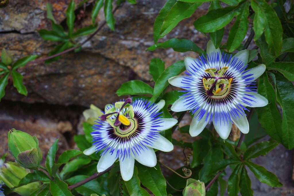 Passionflower