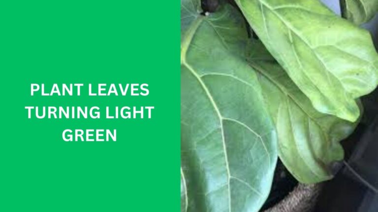 Plant Leaves Turning Light Green