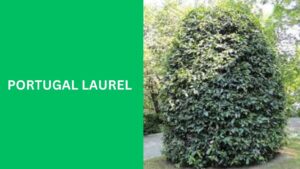 Portugal Laurel