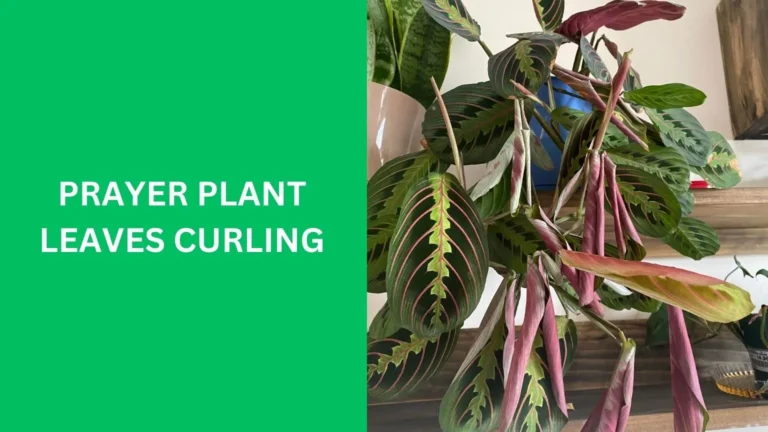 Prayer Plant Leaves Curling