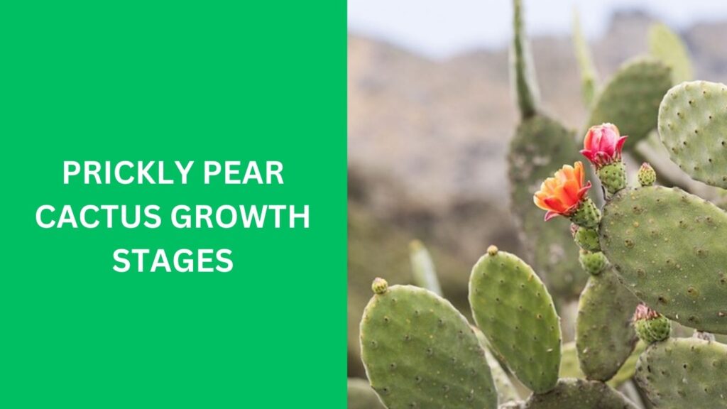 Prickly Pear Cactus Growth Stages