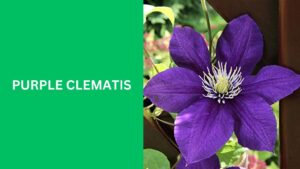 Purple Clematis