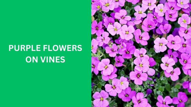 Purple Flowers on Vines